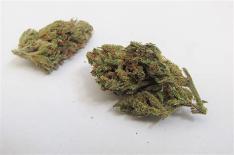 rolex haze strain|Gunpowder Haze Marijuana Strain Information & Reviews .